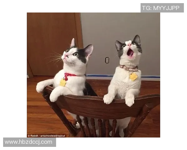 猫咪踢足球大赛精彩瞬间集锦让你捧腹大笑的明星视频合集